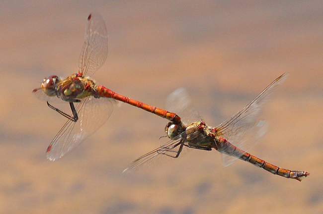 Sympetrum striolatum Paar, D02 Bebra, Fuldaaue (gestaltete Kleingewässer), 19.08.12-1, A. Werner