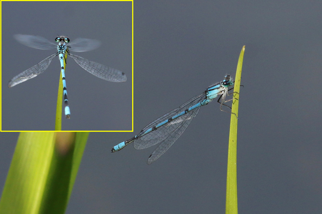 Enallagma cyathigerum ♂ (von 4), D03.1 Bebra, Kiesgruben Nr.1 (Abbau beendet), 18.10.14, A. Werner