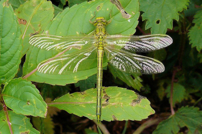 Gomphus pulchellus ♀ jung , H. Schreier