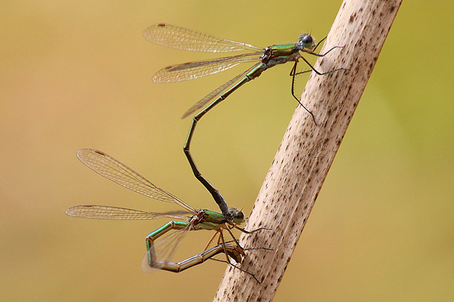 Lestes virens Paar, Eiablage, A06 Hergershausen, (gestaltete Kleingewässer in ehemaliger Tongrube), 14.09.12, A. Werner