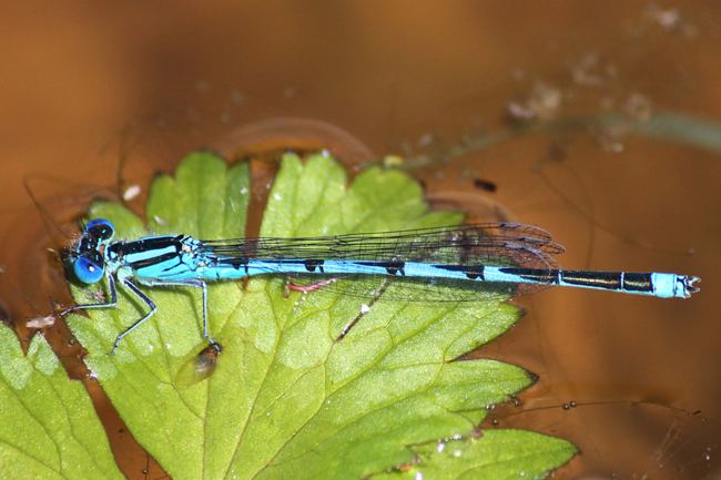 Erythromma lindenii ♂, D02 Bebra, Fuldaaue (gestaltete Kleingewässer), 30.07.12, A. Werner