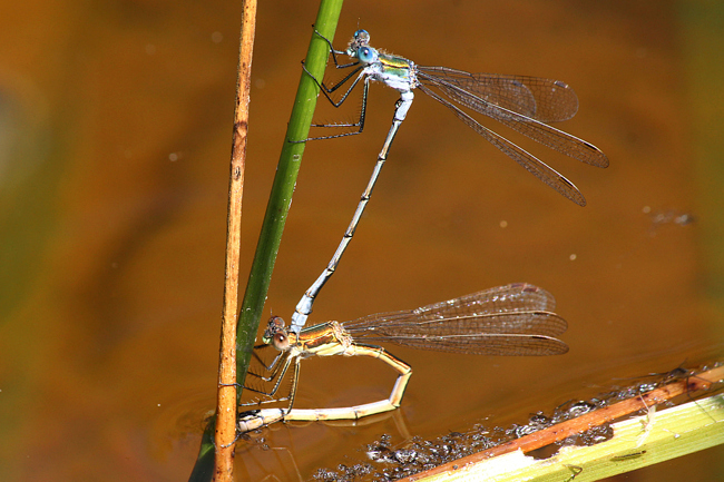 Lestes sponsa Paar Eiablage, A06 Hergershausen, (Tongrube), 23.07.12, A. Werner (2) (1)