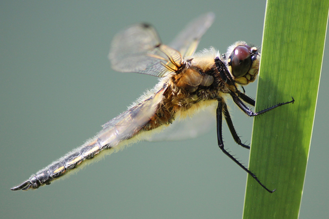 Libellula quadrimaculata jung, D20 Gilfershausen, Ober Mühle (Fischteiche), 24.05.12, A. Werner