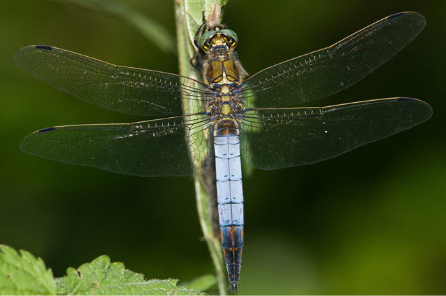 Orthetrum cancellatum ♂, Obergeis, 16.07.10, H. Kretzschmar