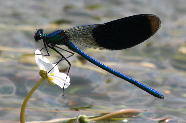 Calopteryx splendens ♂, F17 Mecklar, Fulda, 06.07.13, A. Werner