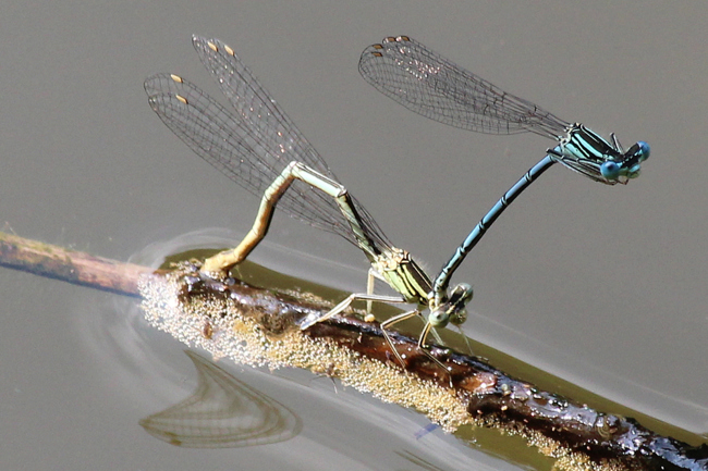 Platycnemis pennipes Paar Eiablage, A 12 Obergude, Fischteiche, 05.07.13, A. Werner