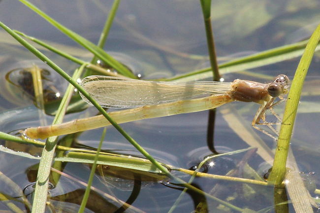 Ischnura elegans ♀ jung, D10 NSG Alte Fulda Bei Blankenheim (Flutmulde), 09.08.12, A. Werner