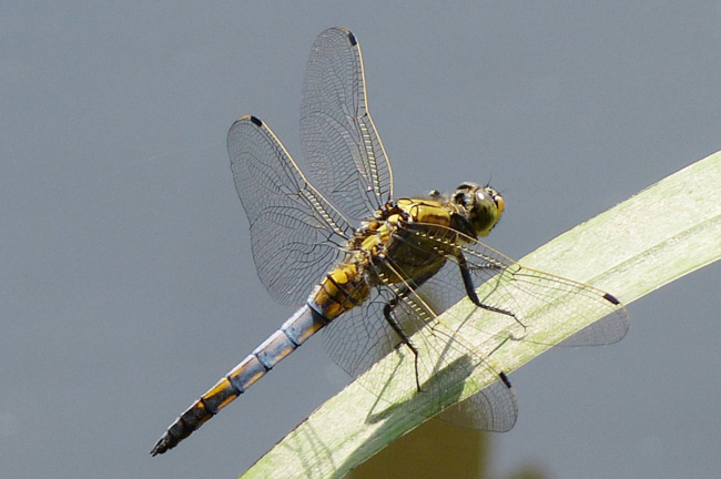 Orthetrum cancellatum ♂, I08.1 Bad Hersfeld, Stötzels Teich, 27.07.13, G. Koska