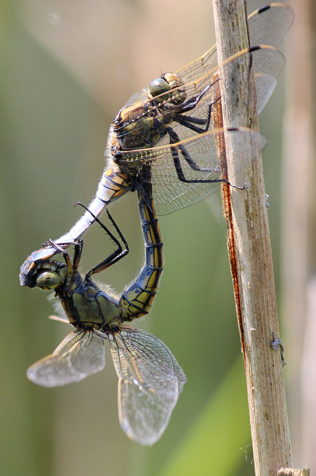 Orthetrum cancellatum, Paar, D13 NSG Ulfewiesen bei Weiterode, 24.07.12, A. Werner