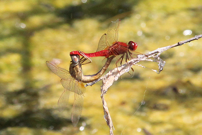 Crocothemis erythraea Paarung,  B05 Lispenhausen, Kiesgruben, 04.07.15-4, A. Werner