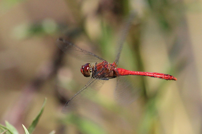 Sympetrum sanguineum ♂, D10 NSG Alte Fulda bei Blankenheim, 22.08.12, A. Werner