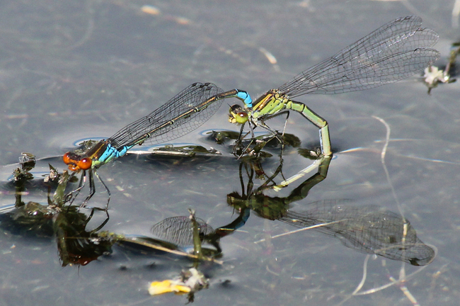 Erythromma viridulum, Paar, Eiablage, D10 NSG Alte Fulda bei Blankenheim, 07.07.12, A. Werner