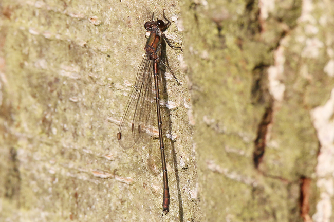 Lestes viridis ♂ Beleg der LB, D14 NSG Unterm Siegel bei Bebra (Flachgewässer), 11.11.14, A. Werner