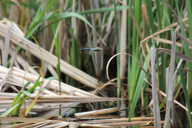 Anax imperator ♂, F06 Meckbach, Fuldasumpfwiesen, 29.06.12, A. Werner
