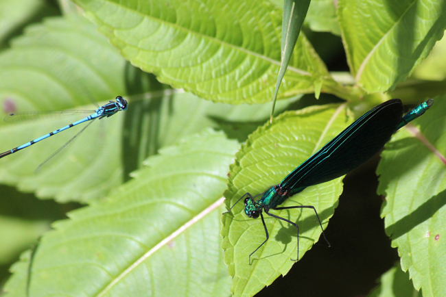 Calopteryx virgo ♂, (Rechts) u. Coenagrion puella ♂, B14 Schwarzenhasel, Haselbach, 09.06.12, A. Werner