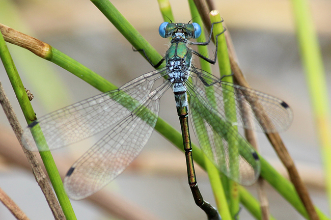 Lestes dryas ♂, A06 Hergershausen, Gemarkung (Tongrube), 29.07.13, A. Werner (1) (1) (1)