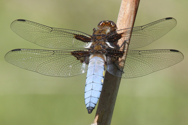 Libellula depressa ♂, NSG Ulfewiesen bei Weiterode (Weiher), 09.05.11, A. Werner