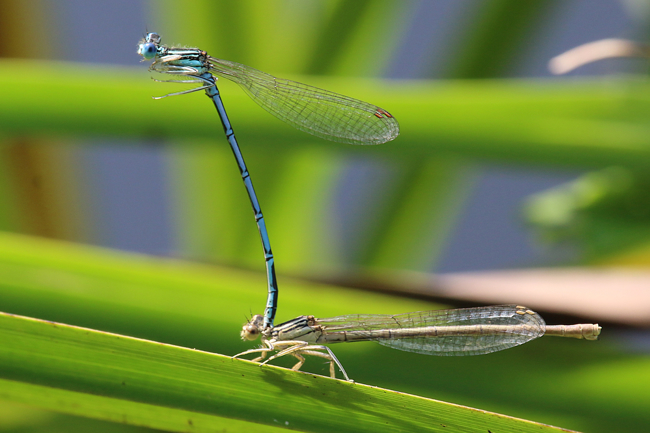Platycnemis pennipes Paar, D21 Lüdersdorf Lehmbachtal (Fischteiche), Letztbeobachtung eines Paares, 08.09.14, A. Werner