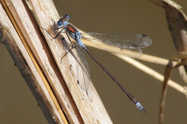 Lestes sponsa ♂, F10 Rohrbach Rodersgraben (Fischteich), 22.08.12, A. Werner