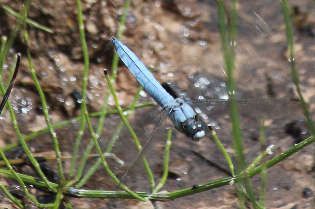 Orthetrum brunneum ♂, F06 Meckbach, Fuldasumpfwiesen (gestaltetes Kleingewässer), 15.07.12-2, A. Werner