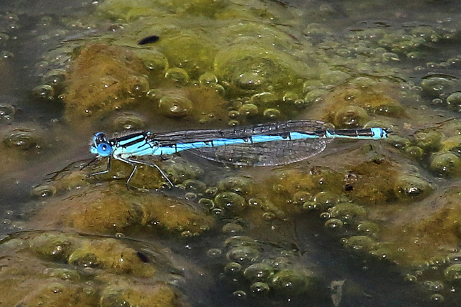 Pokaljungfer ♂, D03.1 Bebra, Kiesgruben Nr.1, 19.09.14, A. Werner