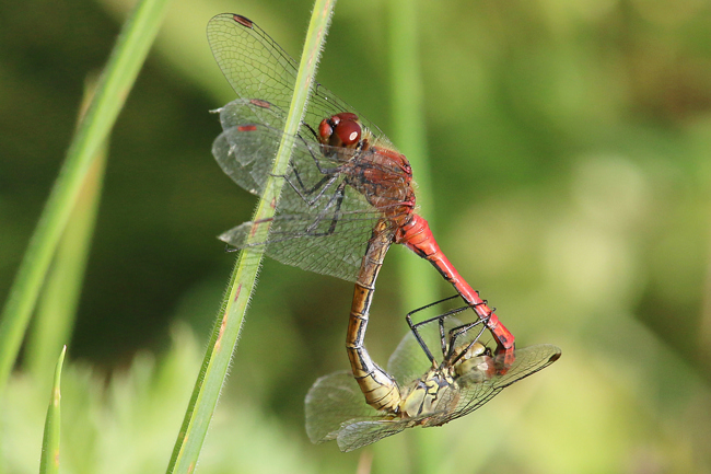 Sympetrum sanguineum Paarung, B01 Atzelrode, Kleingewässer NW+SW des Ortes (Gut Alte Teich), 27.09.14-1 A. Werner