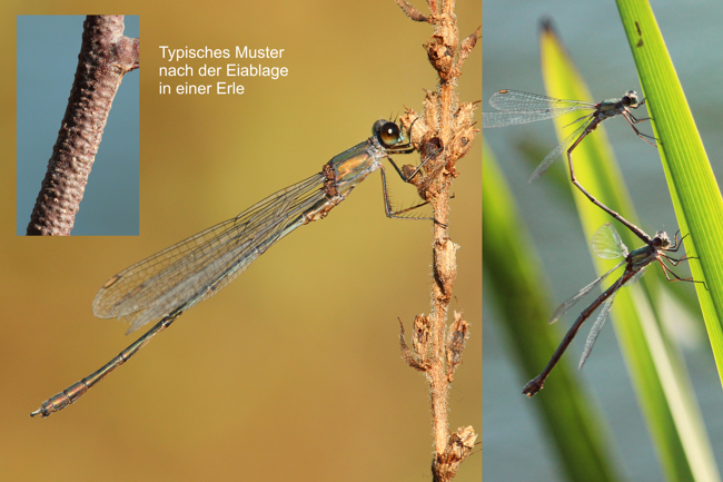 Lestes viridis Paar und ♂, D03.1 Bebra, Kiesgruben Nr. 1, 01.11.14, A. Werner