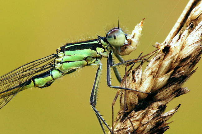 Ischnura elegans ♀, I02 Bad Hersfeld Fuldaaue (Seitengerinne), 15.08.11, H. Eigenbrod