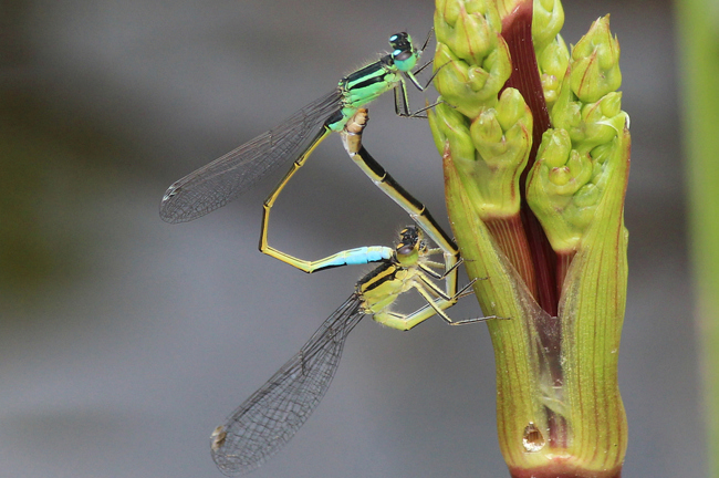 Ischnura elegans Paar, ♂ meergrün, ♀ gelb, D02 Bebra Fuldaaue (gestaltetes Kleingewässer), 31.07.13, A. Werner