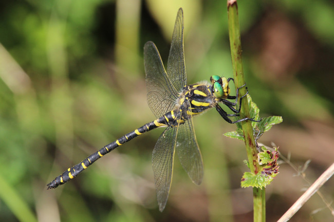 Cordulegaster boltonii ♂, D29 Lüdersdorf, Lüderbach, (FFH Gebiet), 23.07.15-2, A. Werner