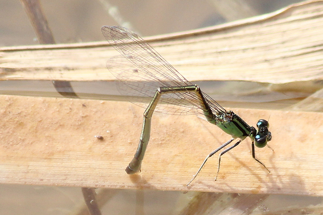 Ischnura elegans ♀ Eiablage, A09 Niederellenbach, Abbaugewässer (ehemalig Gips), 14.08.12, A. Werner