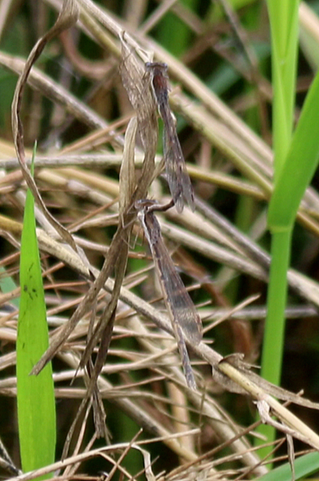 Sympecma fusca, Paar, D10 NSG Alte Fulda bei Blankenheim, 01.05.14, A. Werner