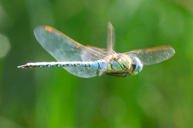 Aeshna affinis ♂, B08 Rotenburg, "Am Zellrichsgraben", 25.07.26-3, A. Werner