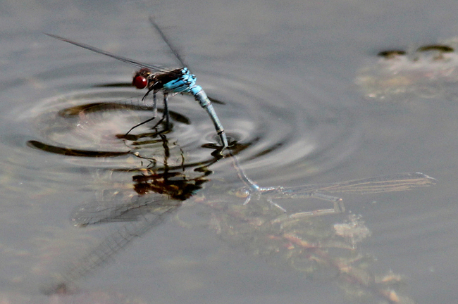 Erythromma najas Paar, D10 NSG Alte Fulda bei Blankenheim, 13.07.13, A. Werner