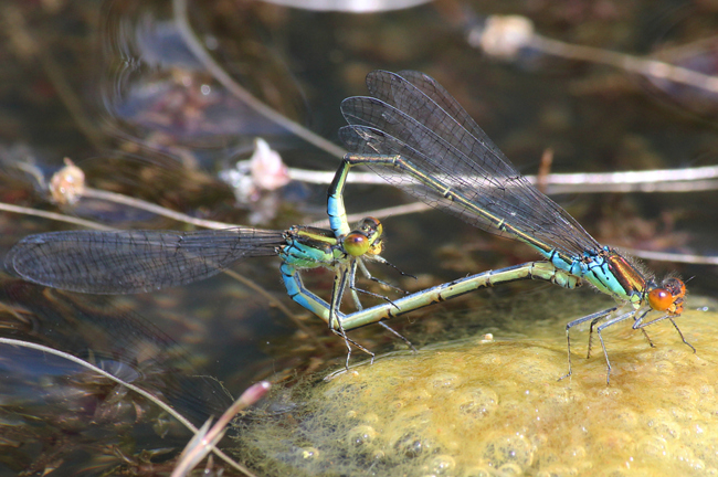 Erythromma viridulum, Paar, D10 NSG Alte Fulda bei Blankenheim, 28.06.12-1 A. Werner