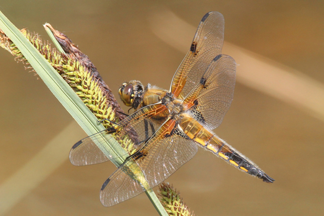 Libellula quadrimaculata ♀, NSG Unterm Siegel bei Bebra, 18.05.11, A. Werner