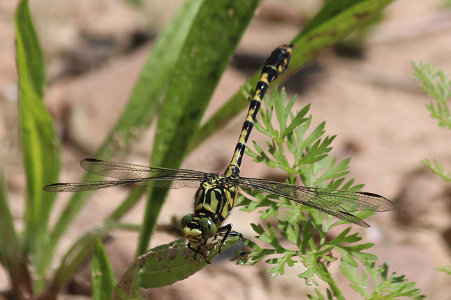 Onychogomphus forcipatus ♂, D10 NSG Alte Fulda bei Blankenheim, 07.07.13 2, A. Werner