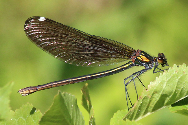 Calopteryx virgo,♀, F11 Gerterode, Ringelbach (Fischteiche), 24.05.12, A. Werner