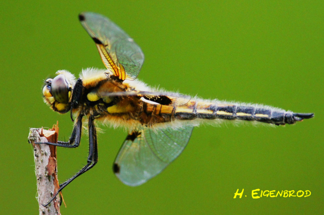 Libellula quadrimaculata ♂, J03 Solms Gestaltetes Altwasser 28.05.12, H. Eigenbrod