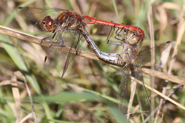 Sympetrum striolatum Paar, D13 NSG Ulfewiesen Bei Weiterode,( Weiher), 29.09.13, A. Werner