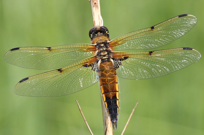 Libellula quadrimaculata ♀, B07 NSG Haselgrund bei Schwarzenhasel (gestalteter Weiher), 05.06.13, A. Werner