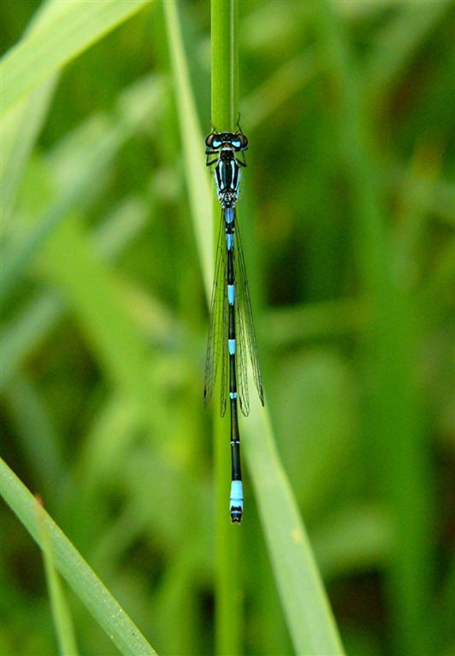 Coenagrion pulchellum ♂, I03, NSG Alte Fulda bei Bad Hersfeld 14.05.11, G. Koska