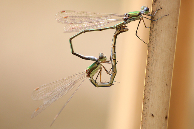 Lestes virens Paar, A06 Hergershausen, (gestaltete Kleingewässer in ehemaliger Tongrube), 14.09.12, A. Werner