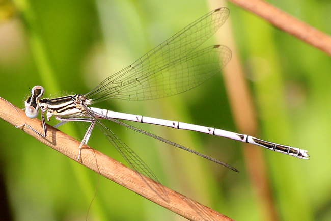 Platycnemis pennipes ♂ jung, D21 Lüdersdorf, Lehmbachtal (Fischteiche), 30.05.12, A. Werner