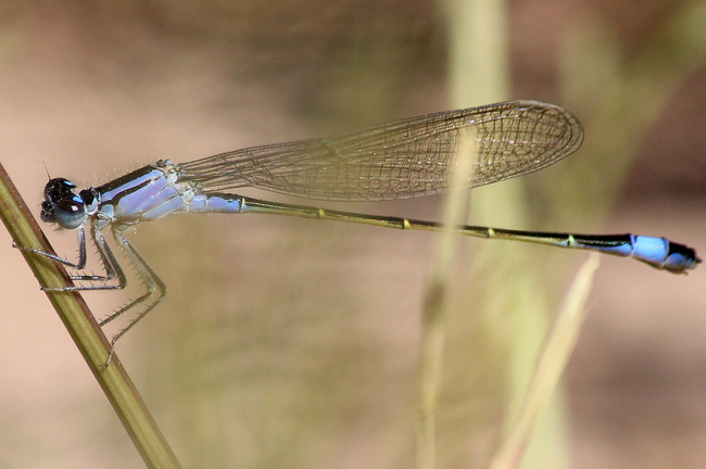 Ischnura elegans ♀ jung lila, D02 Bebra, Fuldaaue (gestaltetes Kleingewässer), 26.05.12, A. Werner