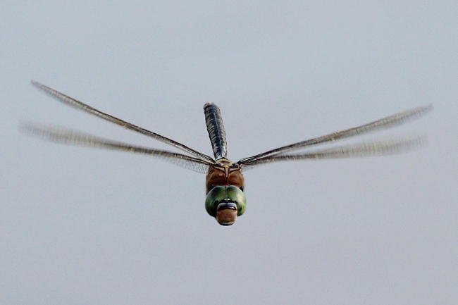 Anax parthenope ♂, D03.1 Bebra, Kiesgrube Nr. 3, 10.07.13, A. Werner (1) (1) (1)