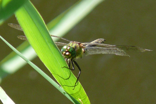 Somatochlora metallica ♂, D07 Breitenbach, ehemaliger Kiesabbau (Berkwiese), 20.08.10, G. Koska