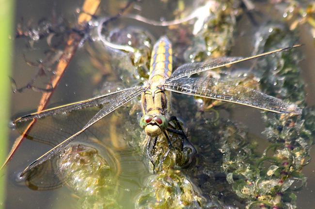 Orthetrum cancellatum ♀, Eiablage, D03.1 Bebra, Kiesgruben Nr. 1 (Abbau beendet), 09.07.13, A. Werner