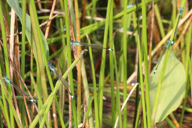 Ischnura elegans ♂♂, D02 Bebra, Fuldaaue (gestaltetes Kleingewässer), 03.08.12, A. Werner