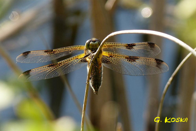 Libellula quadrimaculata, H01 Friedwald, Steinbruchgewässer, 04.06.13, G. Koska